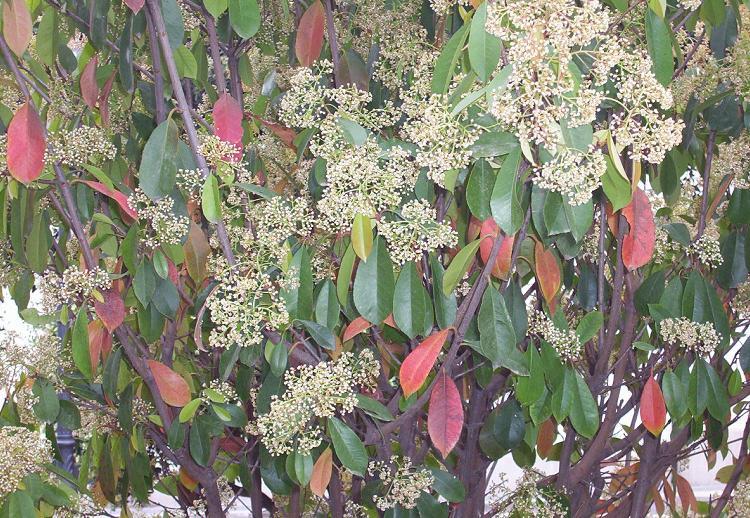 Ligustrum ovalifolium  o lucidum? no, Photinia cf. serrulata